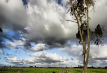 英超第33輪曼聯3-2諾維奇 C羅帽子戲法挽救球隊.